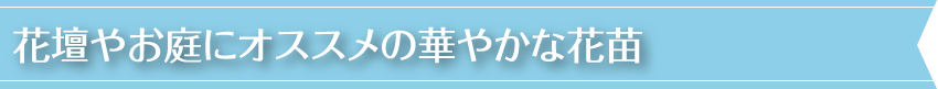 花壇やお庭にオススメの華やかな花