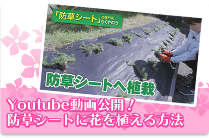 Youtube動画公開！ 防草シートに花を植える方法