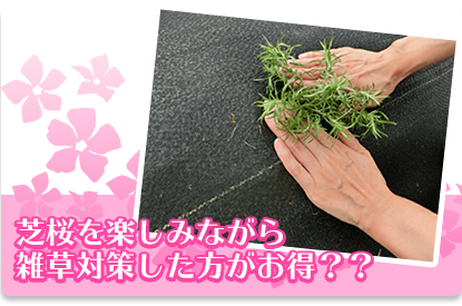 芝桜を楽しみながら 雑草対策した方がお得？？　