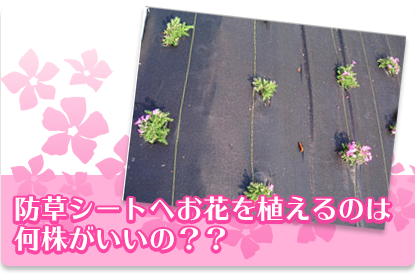 防草シートへお花を植えるのは 何株がいいの？？