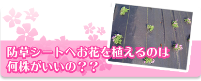 防草シートへお花を植えるのは 何株がいいの？？