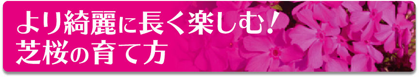 より綺麗に長く楽しむ！ 芝桜の育て方 