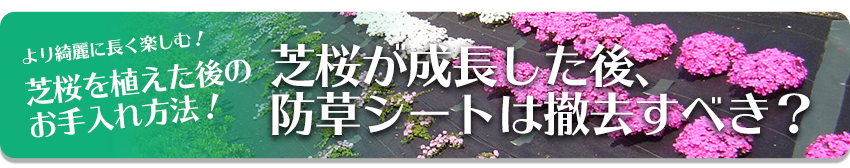 より綺麗に長く楽しむ！芝桜を植えた後のお手入れ方法！芝桜が成長した後、防草シートは撤去すべき？