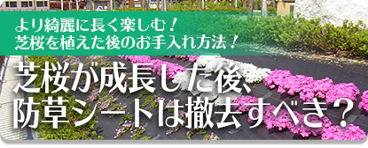 より綺麗に長く楽しむ！芝桜を植えた後のお手入れ方法！芝桜が成長した後、防草シートは撤去すべき？