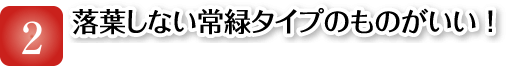 落葉しない常緑タイプのものがいい!