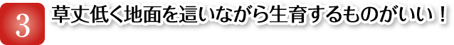 草丈低く地面を這いながら生育するものがいい!