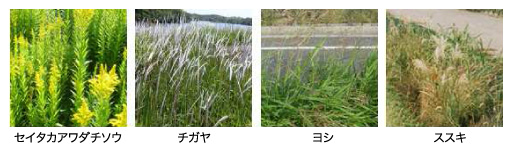 強力雑草例：セイタカアワダチソウ、チガヤ、ヨシ、ススキ